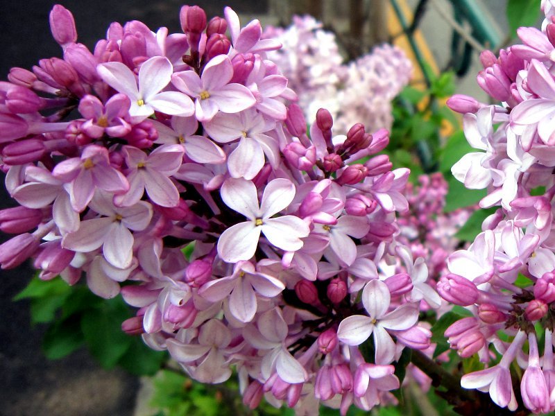 ライラック Syringa Vulgaris かぎけん花図鑑