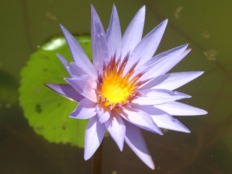 Water lily