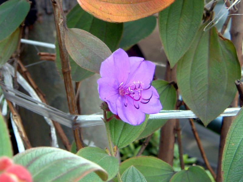 Tibouchina urvilleana