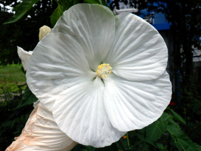 Hibiscus moscheutos