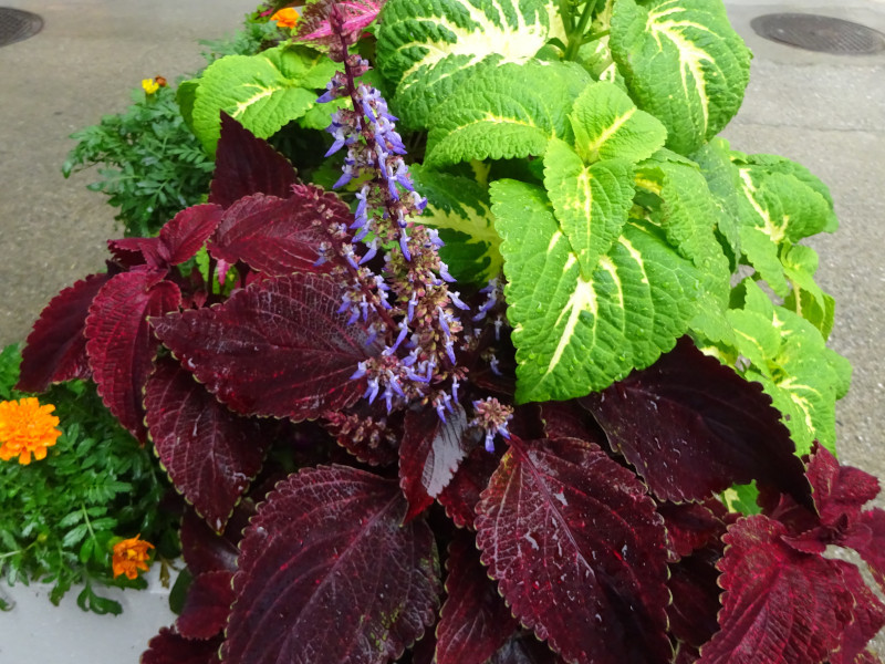 コリウス Coleus かぎけん花図鑑