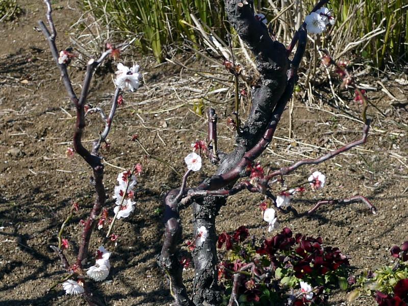 Prunus mume 'prunus-mume-unryubai'