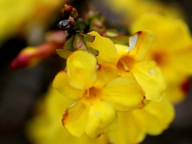 Jasminum nudiflorum