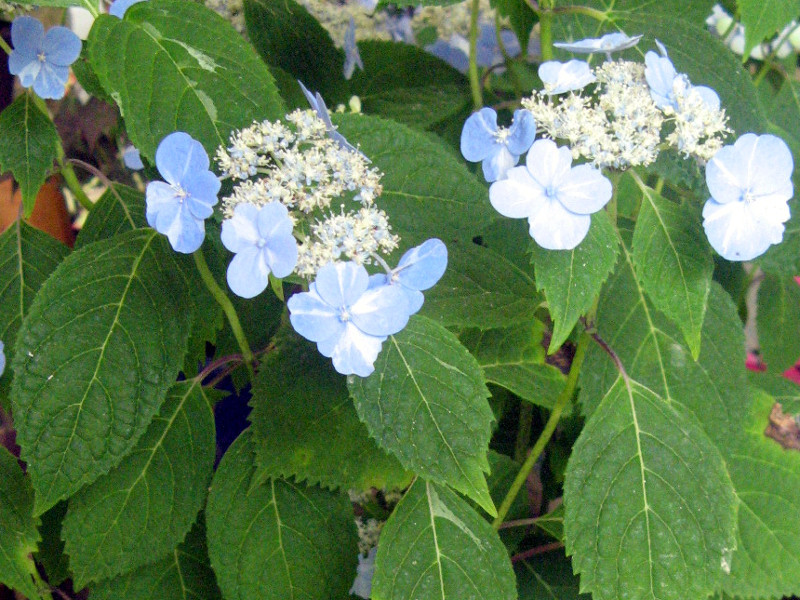 Hydrangea serrata ‘Higoshibori’ 