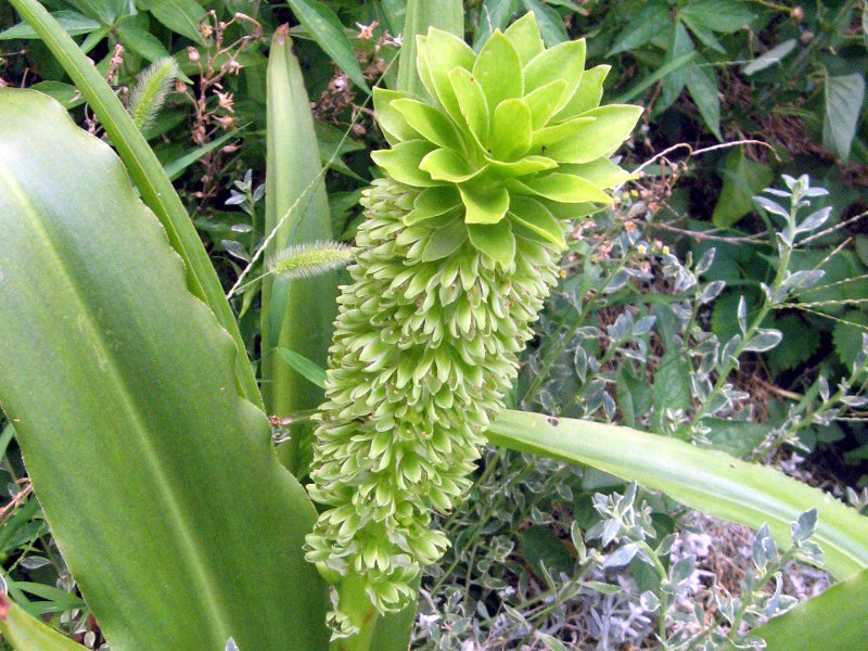 パイナップルリリー Eucomis Autumnalis かぎけん花図鑑