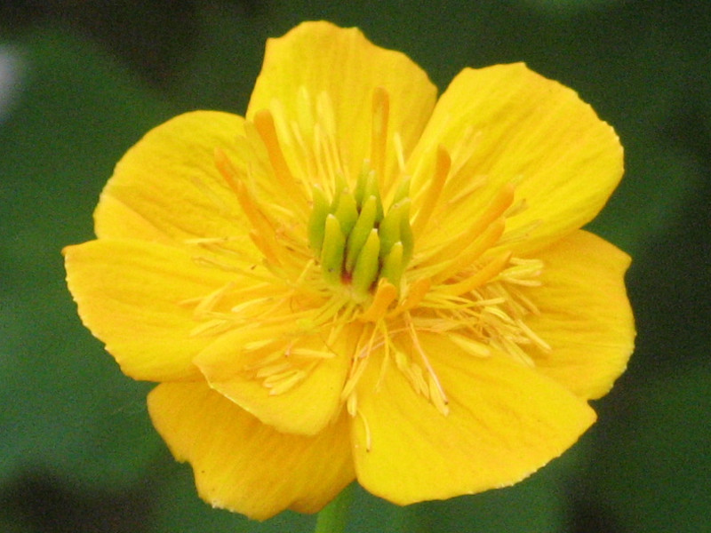 Trollius riederianus