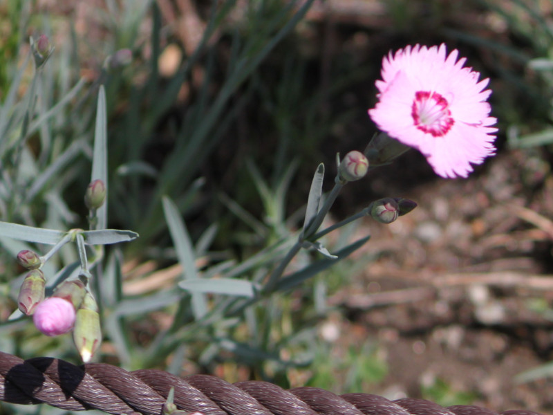 タツタナデシコ Dianthus Plumarius かぎけん花図鑑