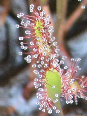 Drosera anglica