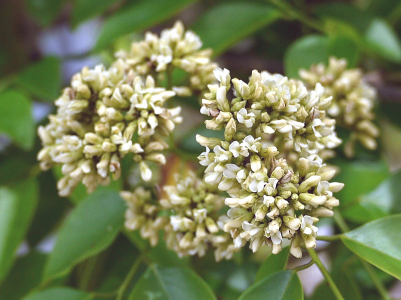 Dalbergia hainanensis