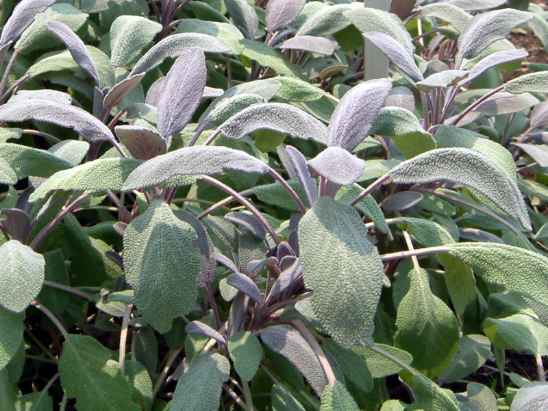 Salvia officinalis 'purpurascens'