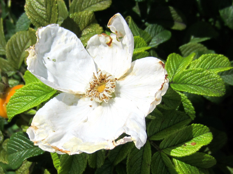 ハマナス Rosa Rugosa かぎけん花図鑑