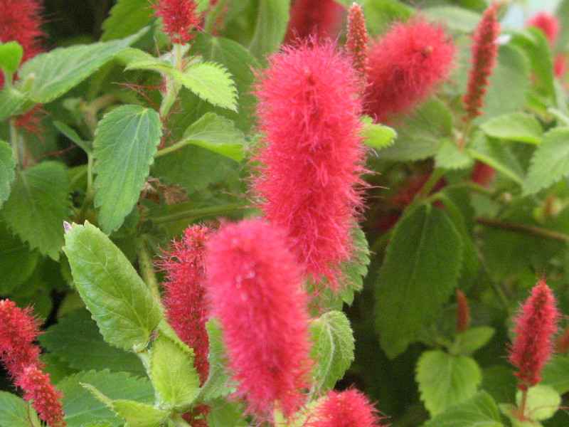 Acalypha cat tail