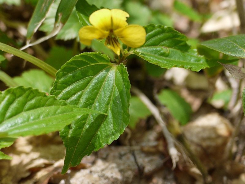 Viola brevistipulata