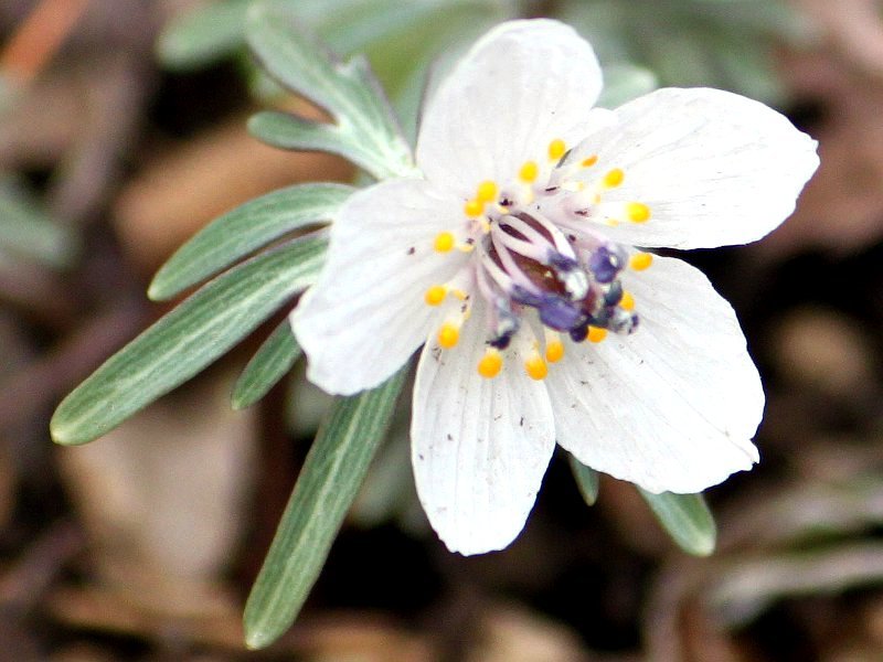 セツブンソウ Eranthis Pinnatifida かぎけん花図鑑