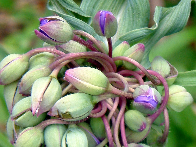 紫露草 Tradescantia Ohiensis 科技研花图画书