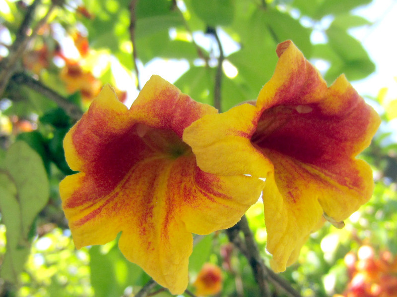 ツリガネカズラ Bignonia Capreolata かぎけん花図鑑