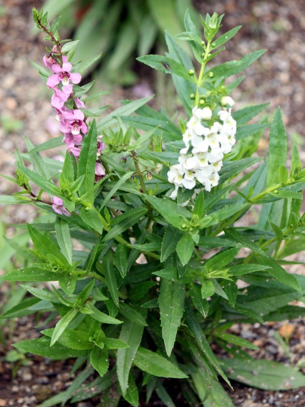 Angelonia serena