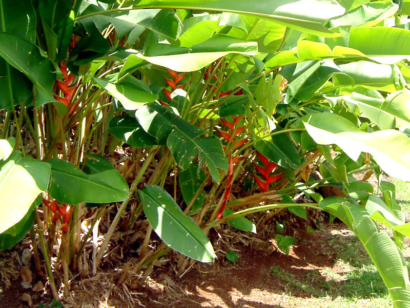 Heliconia rostrata