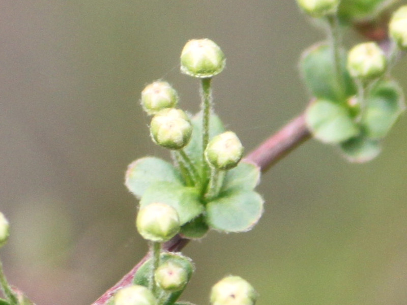 Bridalwreath spirea