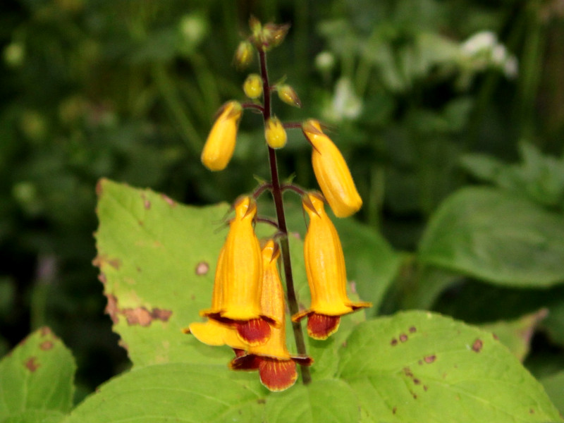 Titanotrichum oldhamii