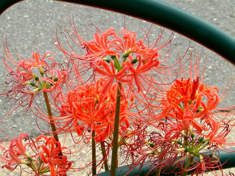 Lycoris