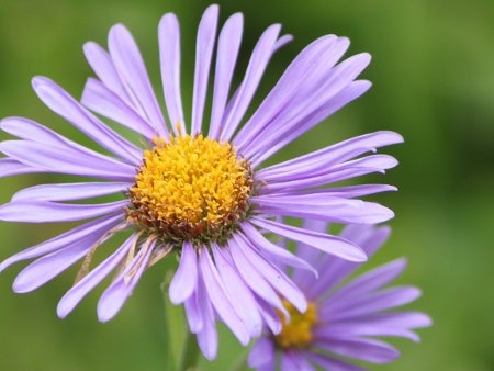 Alpine Aster 