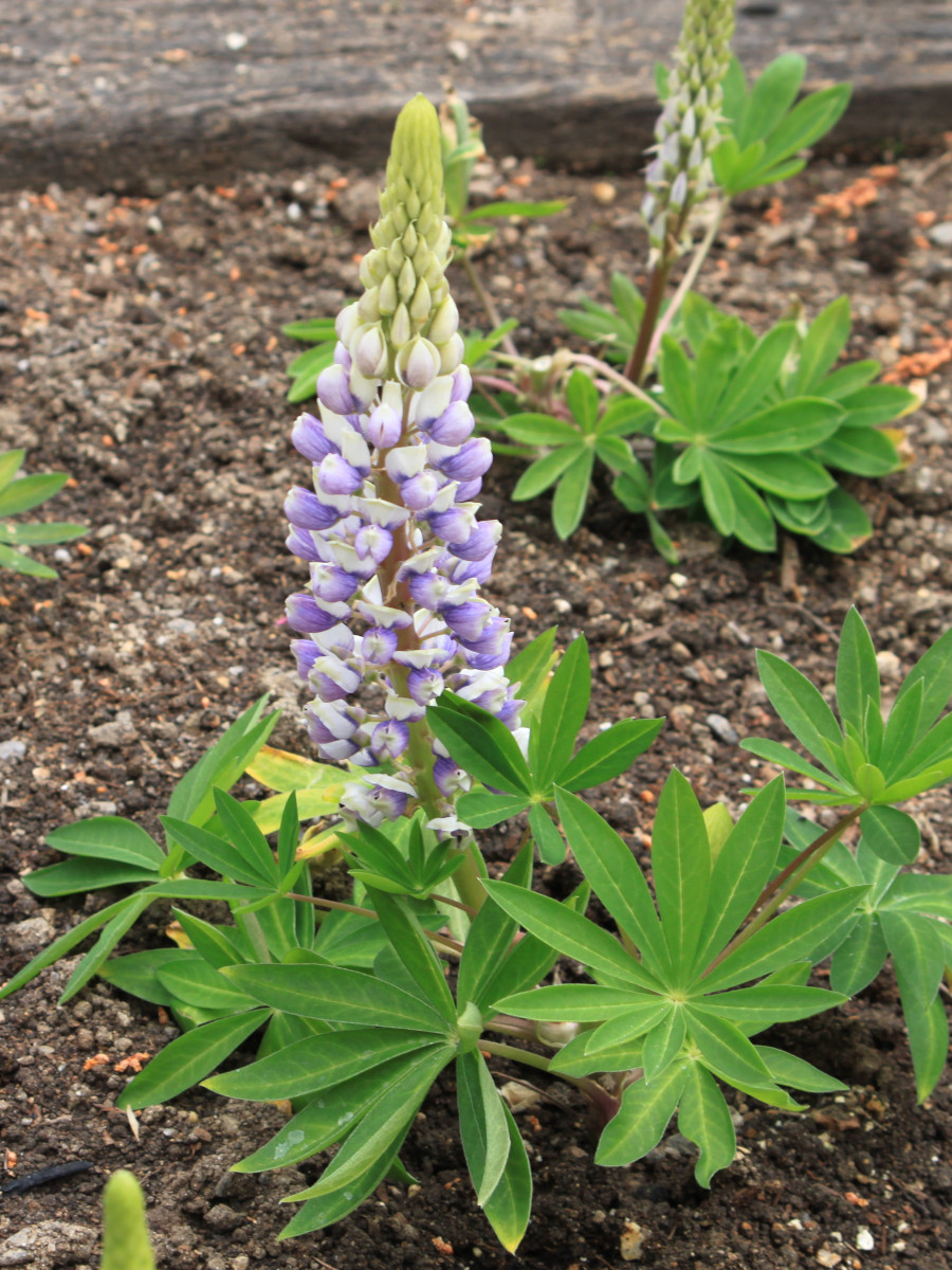 Lupinus polyphyllus