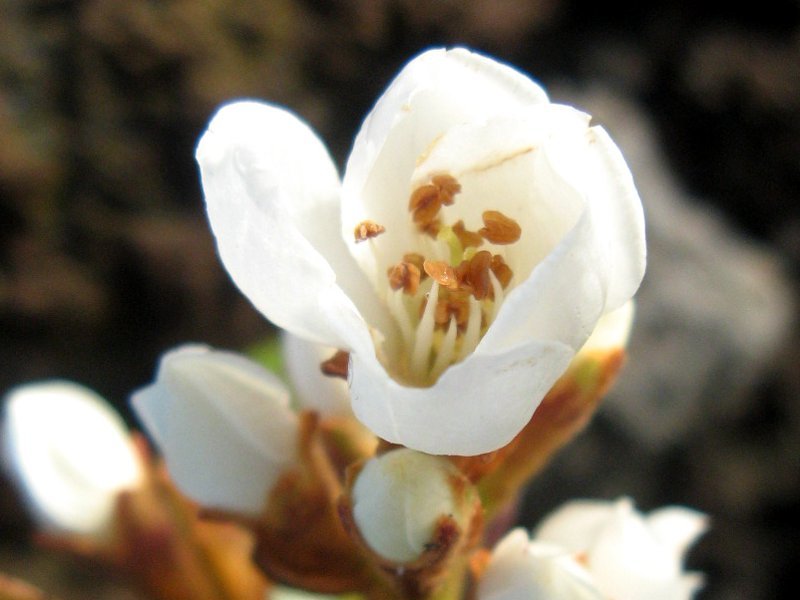  Rhaphiolepis umbellata