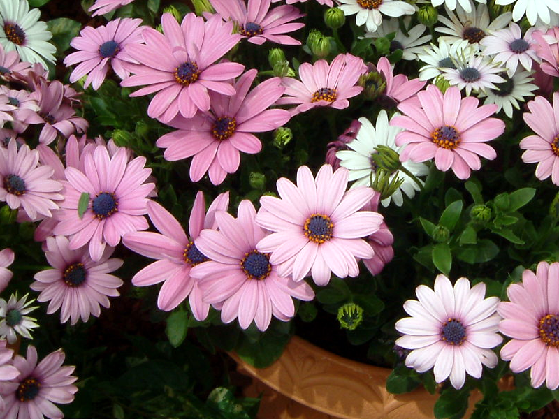 Osteospermum