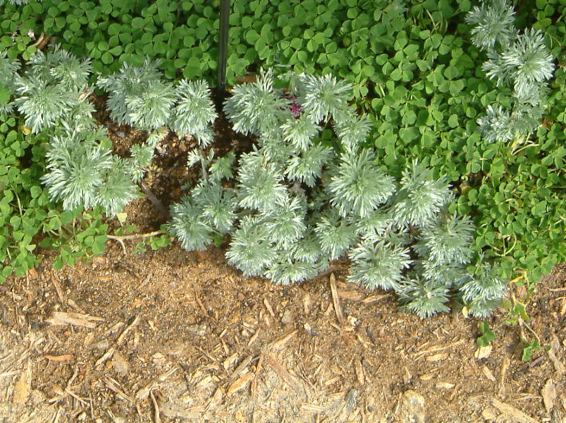 朝雾草 Artemisia Schmidtiana 科技研花图画书