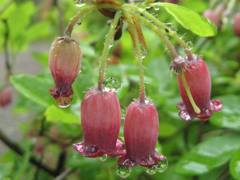 ウラジロヨウラク | Menziesia multiflora | かぎけん花図鑑