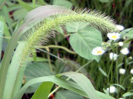 Setaria viridis