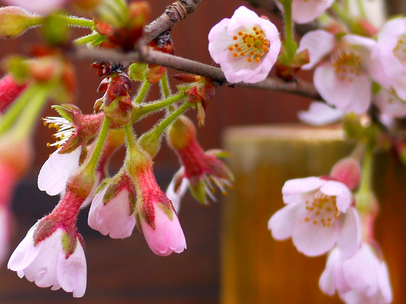 Chichibu zakura