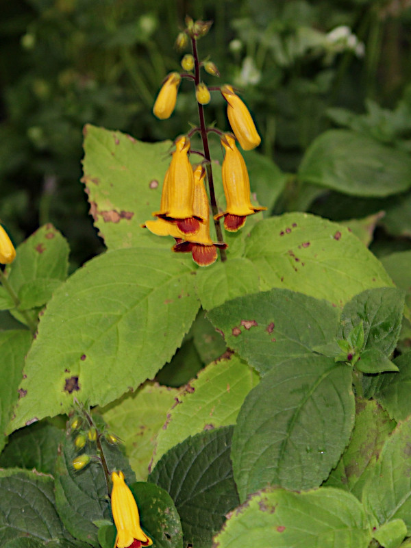 Titanotrichum oldhamii