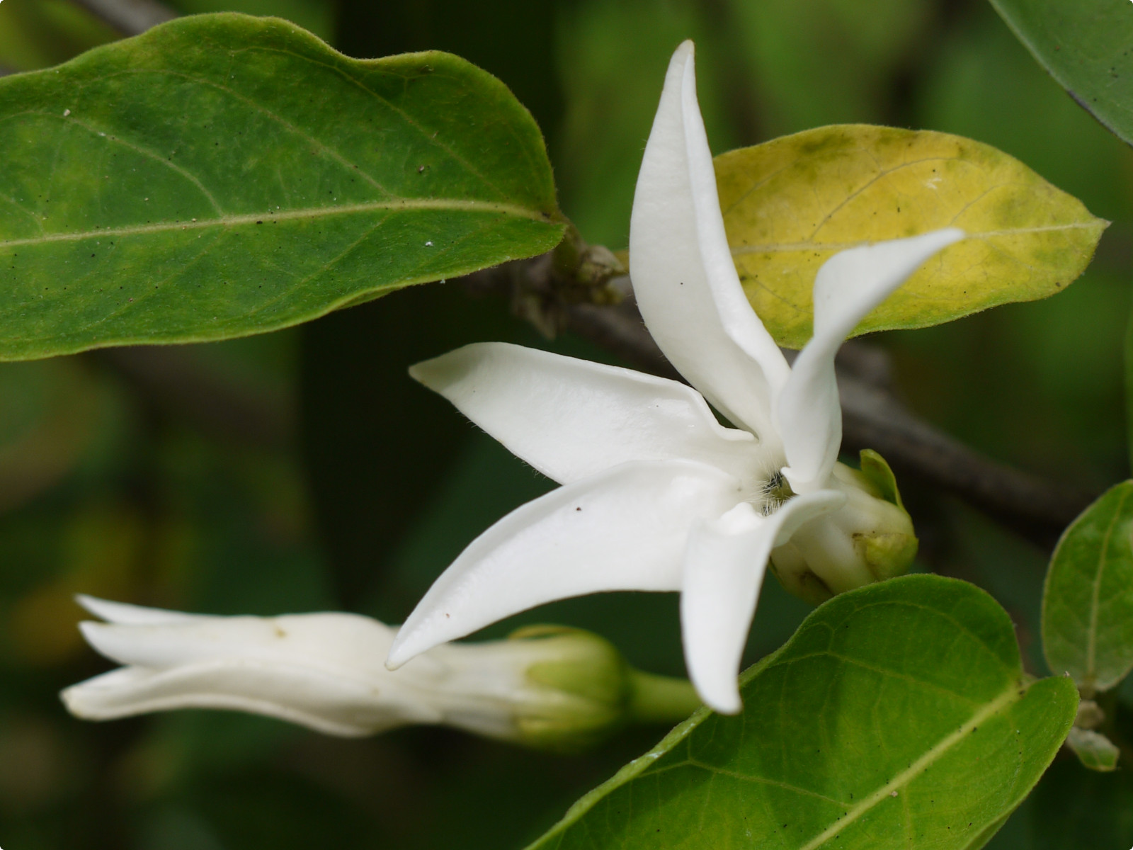 Jasminanthes mucronata