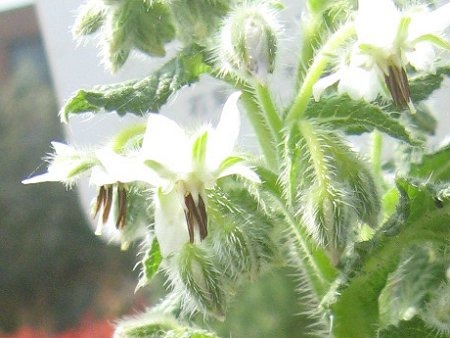 Borage