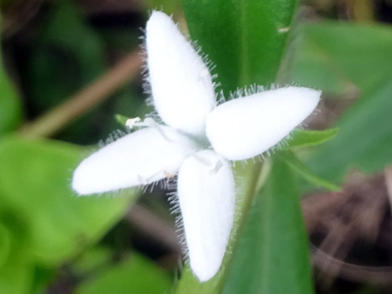 Virginia buttonweed