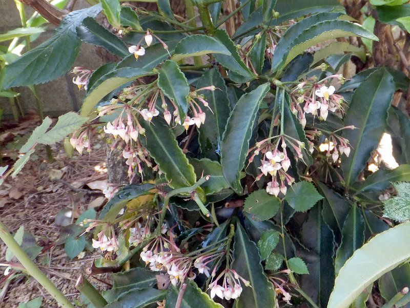 Ardisia crenata