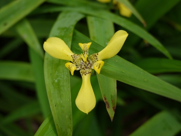 Trimezia steyermarkii