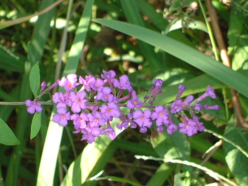 ブッドレア Buddleja Davidii かぎけん花図鑑