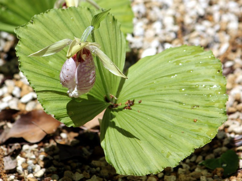 Cypripedium japonicum