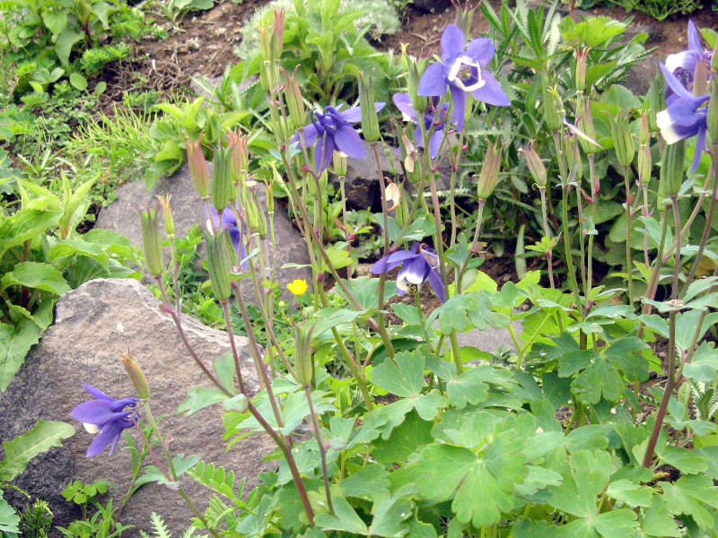 Aquilegia pumila