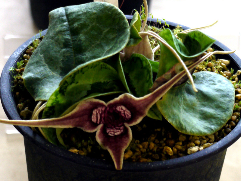 Asarum minamitanianum