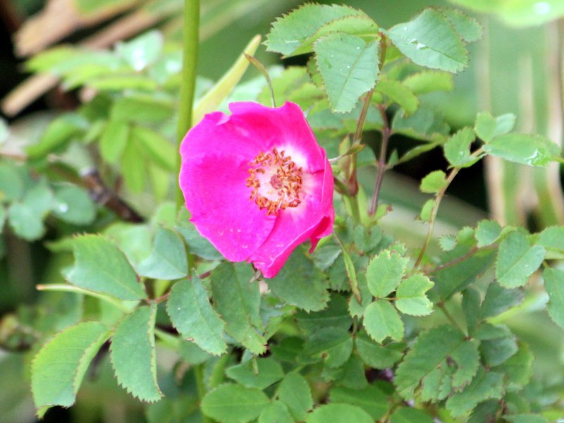 Rosa nipponensis