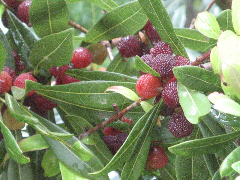 Myrica rubra