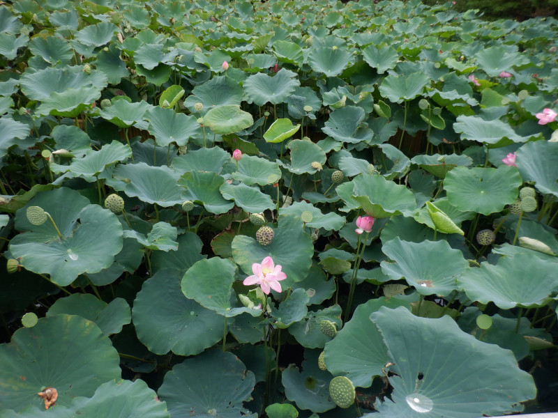 Nelumbo nucifera