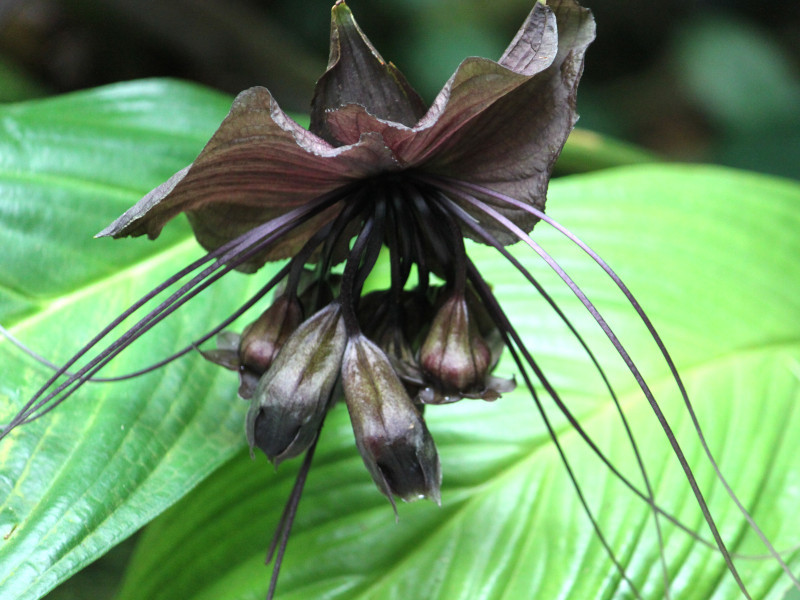 ブラック バット フラワー Tacca Chantrieri かぎけん花図鑑