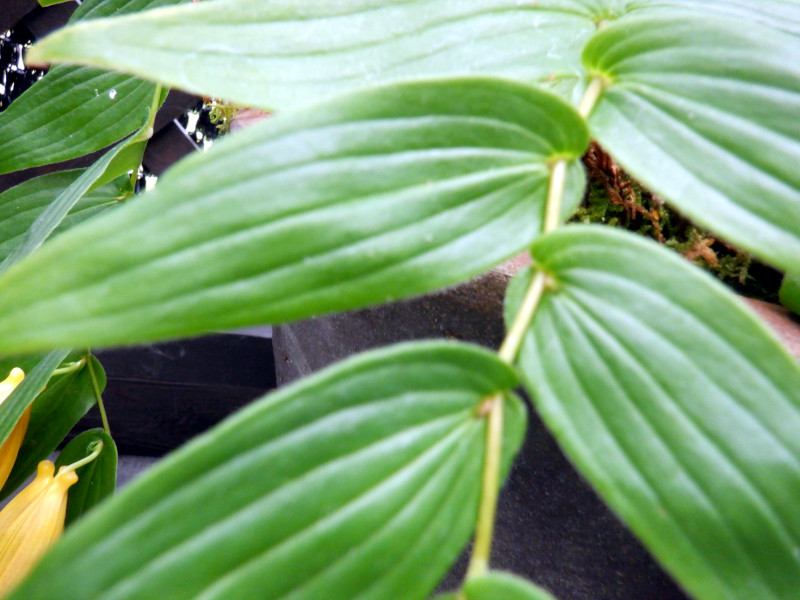 Tricyrtis macranthopsis