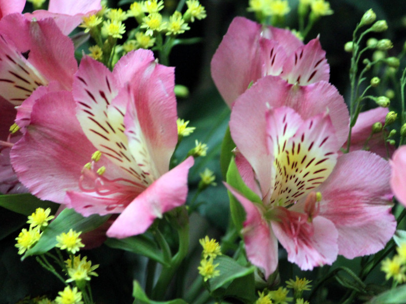 アルストロメリア Alstroemeria かぎけん花図鑑