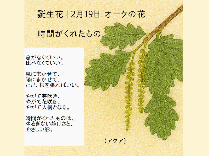 💧2月19日の誕生花～オーク～ Aqua